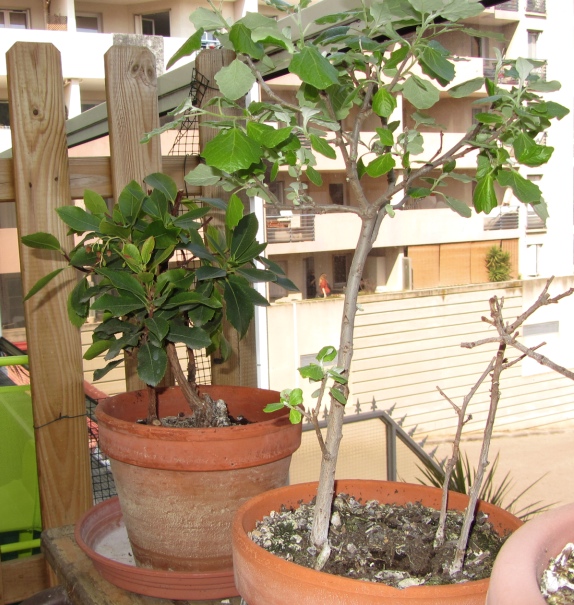 http://tarpan66.free.fr/Photos/HFR/Plantes/Bonsai/Arbousier.jpg