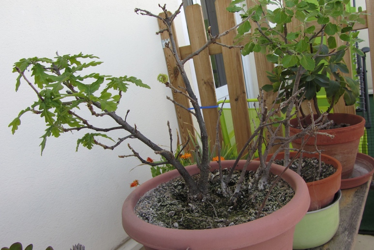 http://tarpan66.free.fr/Photos/HFR/Plantes/Bonsai/Chene.jpg