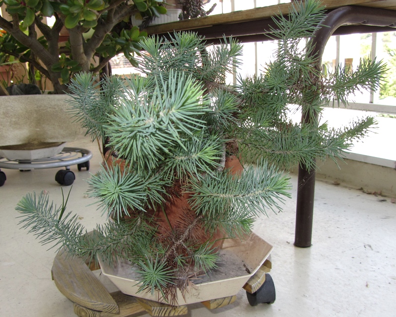 http://tarpan66.free.fr/Photos/HFR/Plantes/Bonsai/Pin3.jpg